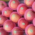 Supplying From Orchard Fresh Red Qinguan Apple